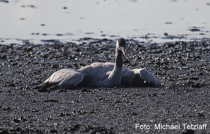 Sterbender Kranich Micha Tetzlaff